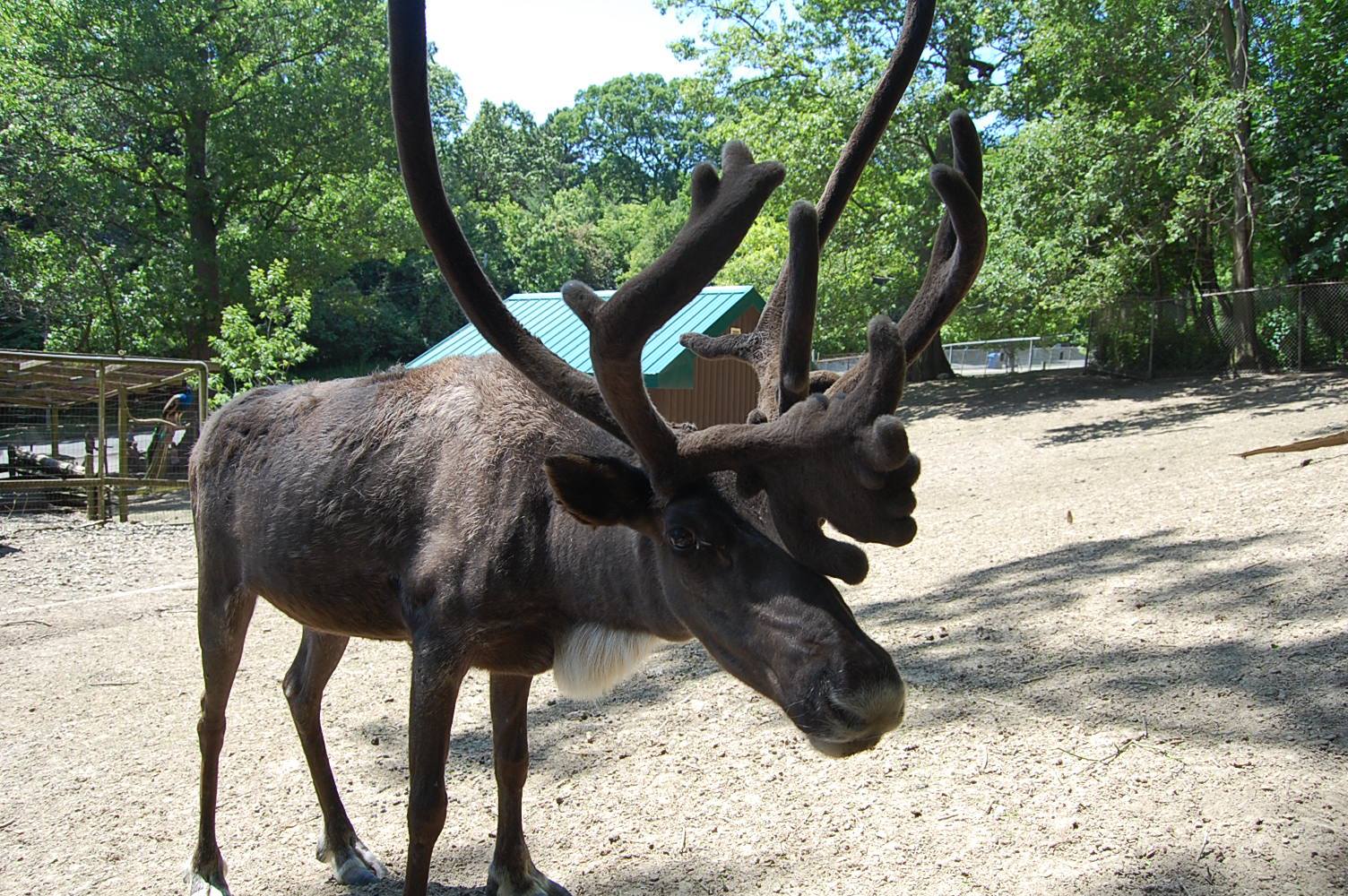 Reindeer High Park Zoo