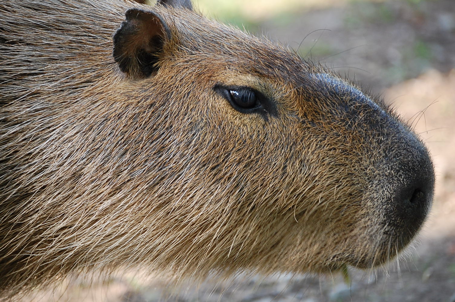 capybara zoo animals park