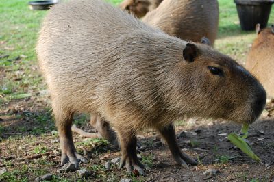Capybara Vote – Thank You – Friends of High Park Zoo